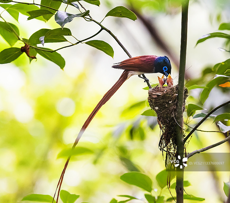 绶带鸟哺育幼鸟图片素材