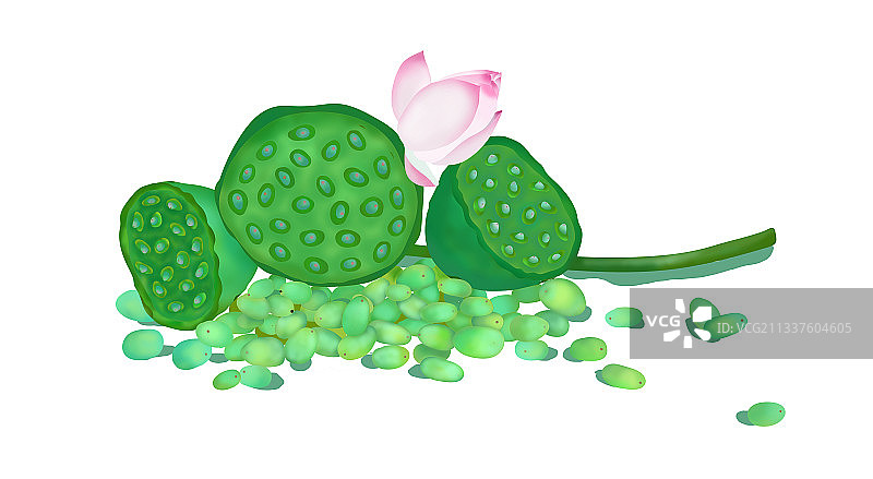 处暑 节气 荷花 莲蓬 莲子 绿色 清新 艺术 海报图片素材