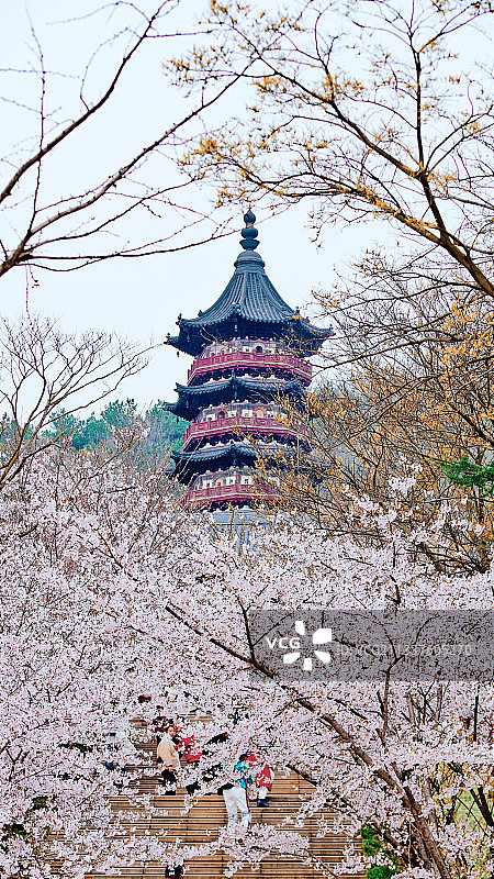 江苏省南京市江宁区牛首山文化旅游区佛顶宫弘觉寺塔春日樱花图片素材