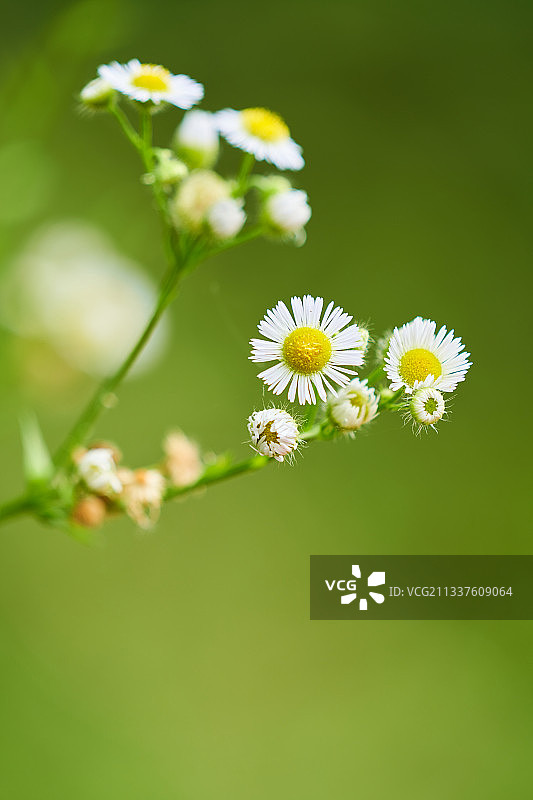 夏日绽放的野菊图片素材