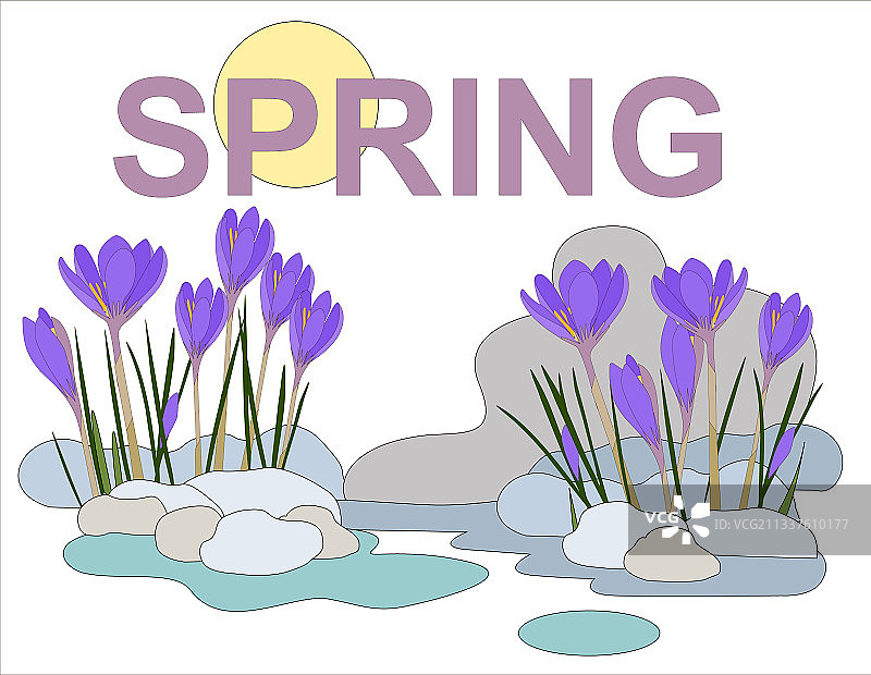 阳光下破雪生长的番红花图片素材