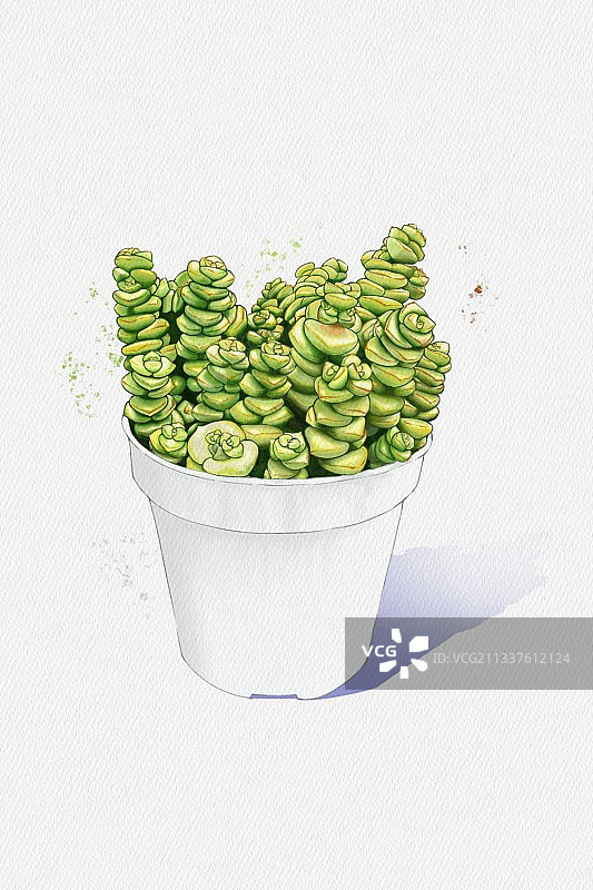 水彩多肉钱串景天图片素材