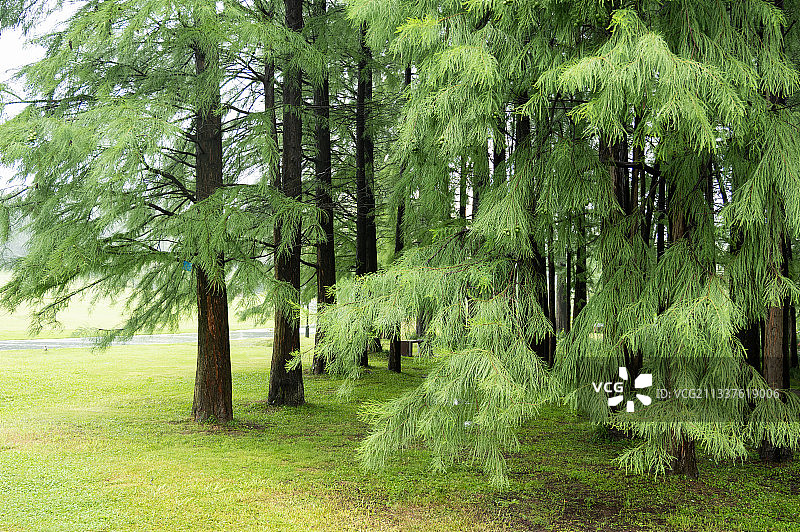 雨后水杉树林图片素材