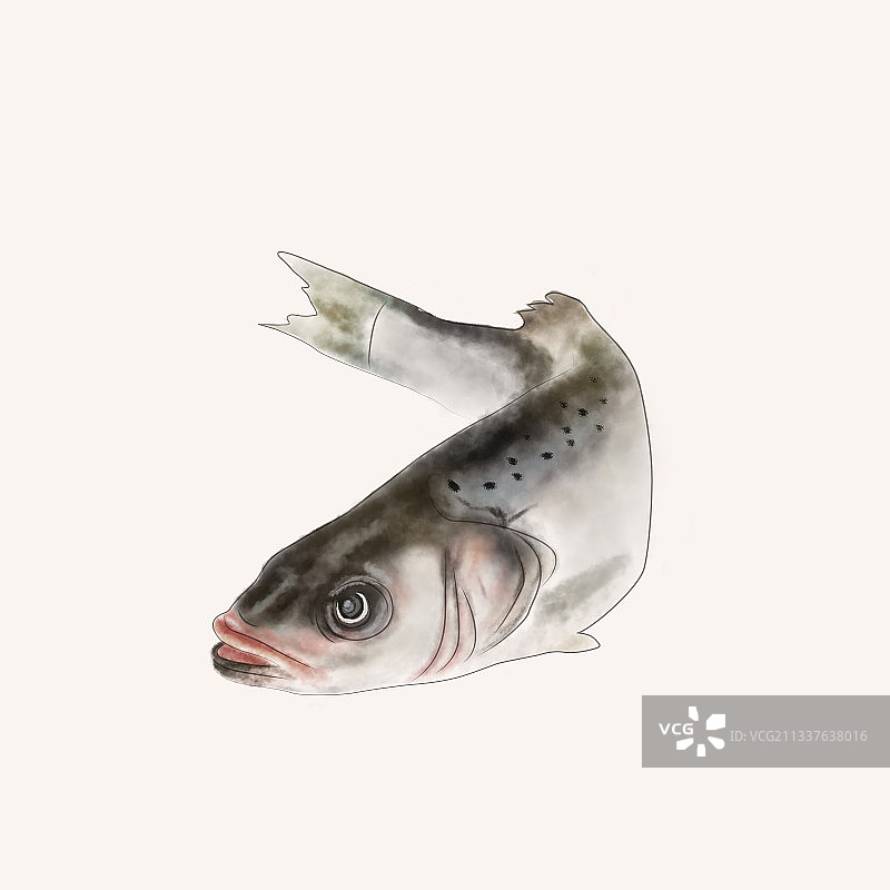 插画手绘鲈鱼海鲜海产食材图片素材