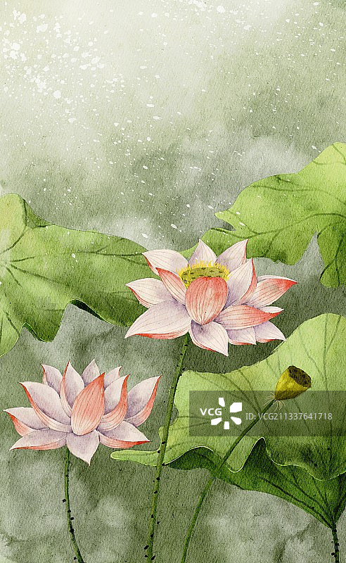 荷花水彩插画图片素材