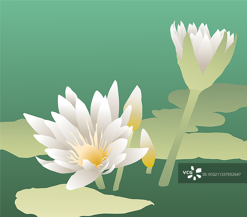 湖面盛开的白色睡莲图片素材