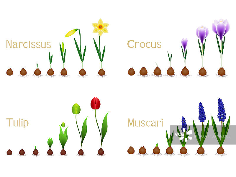 春季花卉生长周期图片素材