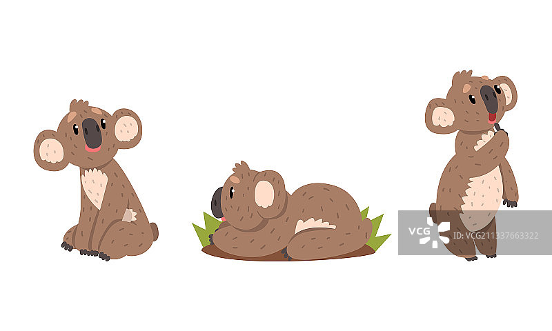 可爱的考拉熊套装（澳大利亚动物）图片素材