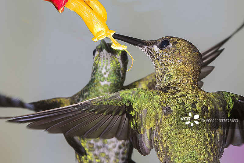 一对绿冠煌蜂鸟雌性觅食特写图片素材