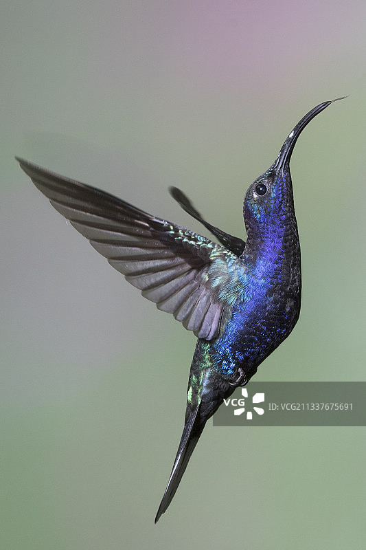 紫军刀翅蜂鸟飞翔图片素材