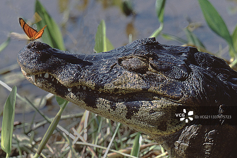 蝴蝶停靠在凯门鳄身上特写图片素材