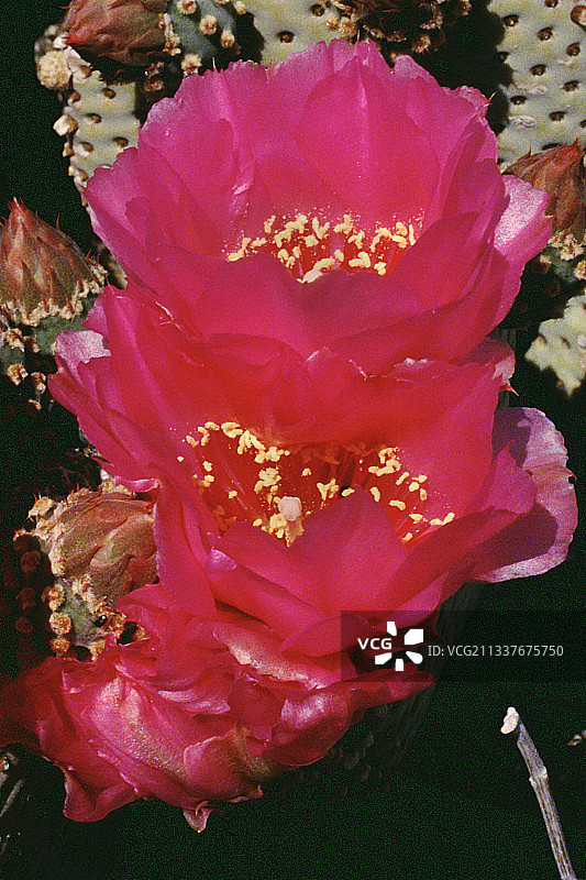 河狸尾仙人掌花图片素材