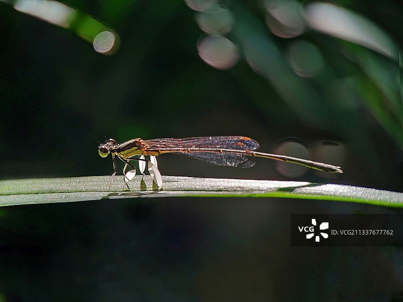 小豆娘图片素材