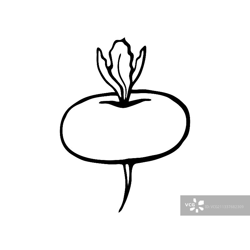 素描风格手绘萝卜图片素材