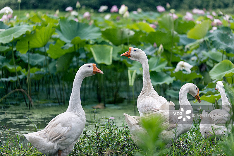 雨中荷塘边觅食的大鹅特写图片素材