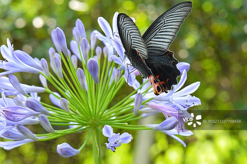 蝶恋花•蓝凤蝶图片素材