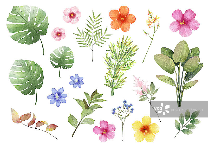 水彩风植物插画图片素材