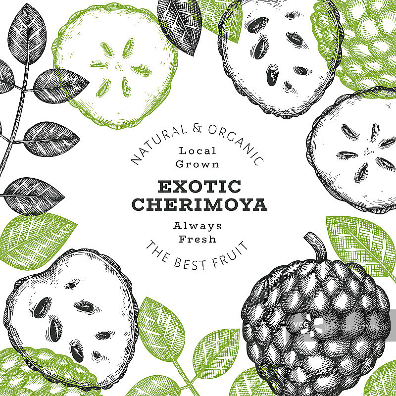 手绘风格番荔枝横幅图片素材