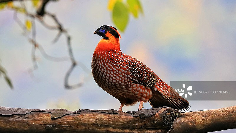 红腹角雉图片素材