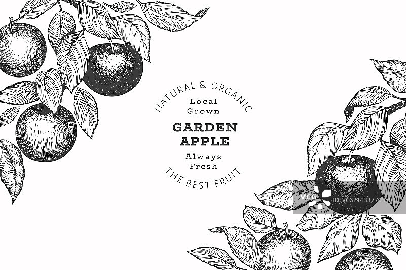 手绘苹果树枝设计模板图片素材