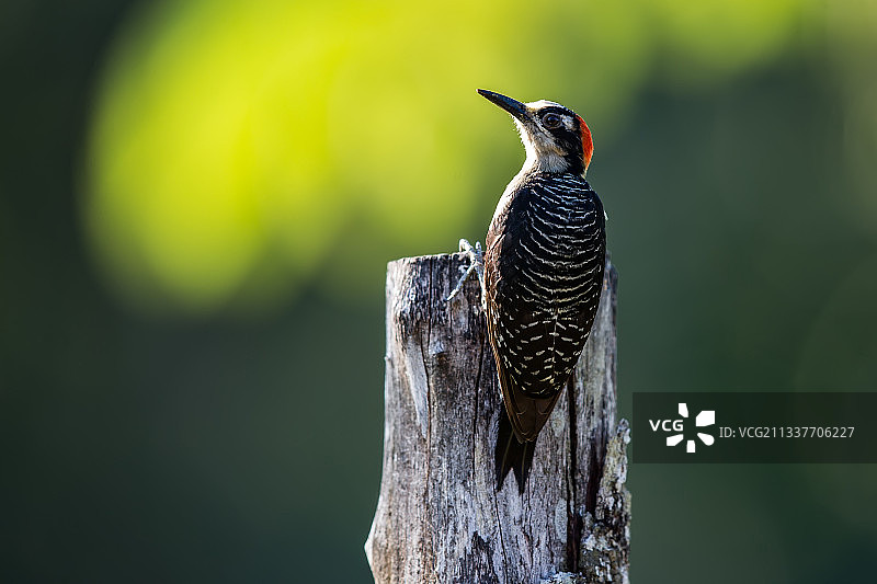 黑颊啄木鸟图片素材