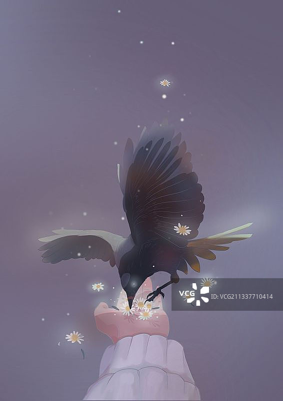 雏菊系列3图片素材