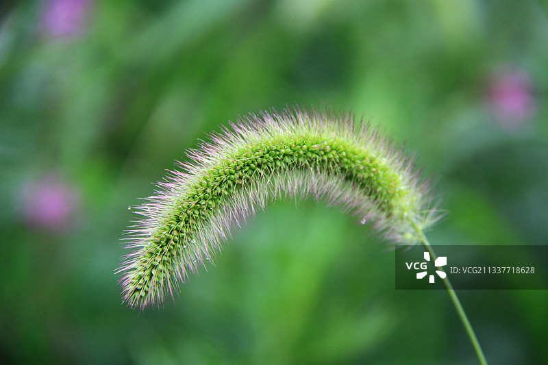 狗尾草图片素材