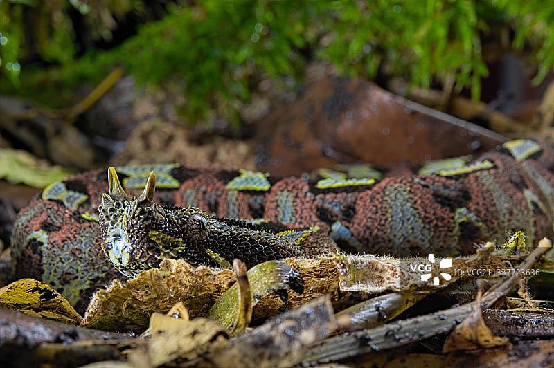 角蝰（Bitis nasicornis），喀麦隆图片素材
