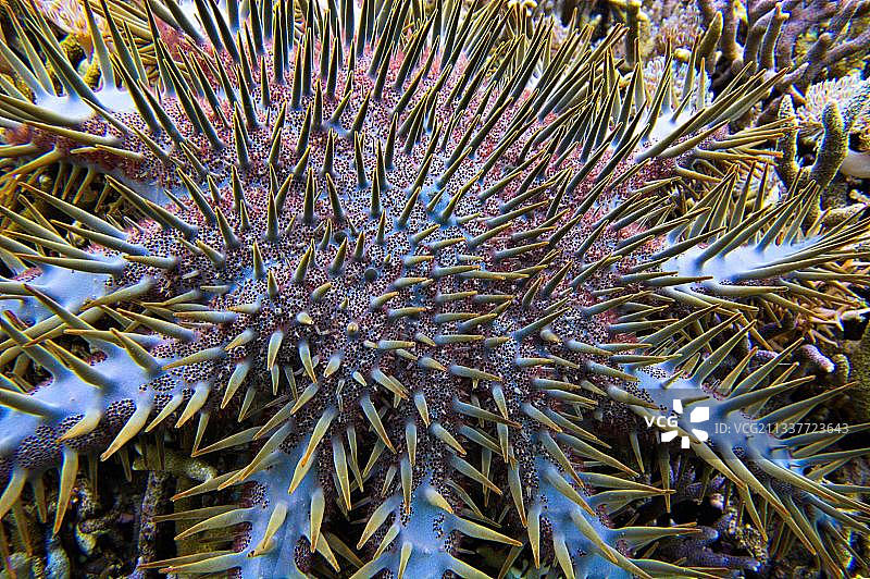 苏拉威西岛的刺冠海星图片素材