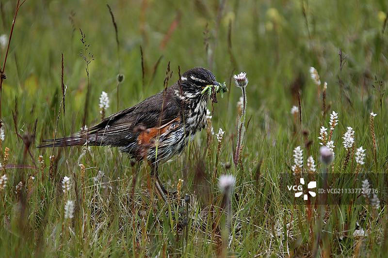 红翼鸫口衔蠕虫，摄于冰岛黄金圈古foss瀑布图片素材