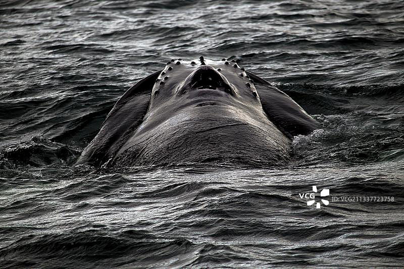观鲸之旅，座头鲸，头部，喷水孔，背部，胡萨维克，冰岛北部，欧洲图片素材