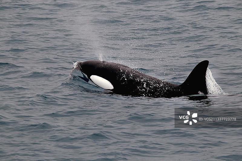 观鲸之旅：虎鲸，喷气孔和背鳍，奥拉夫斯维克，斯奈山半岛，冰岛西海岸，欧洲图片素材