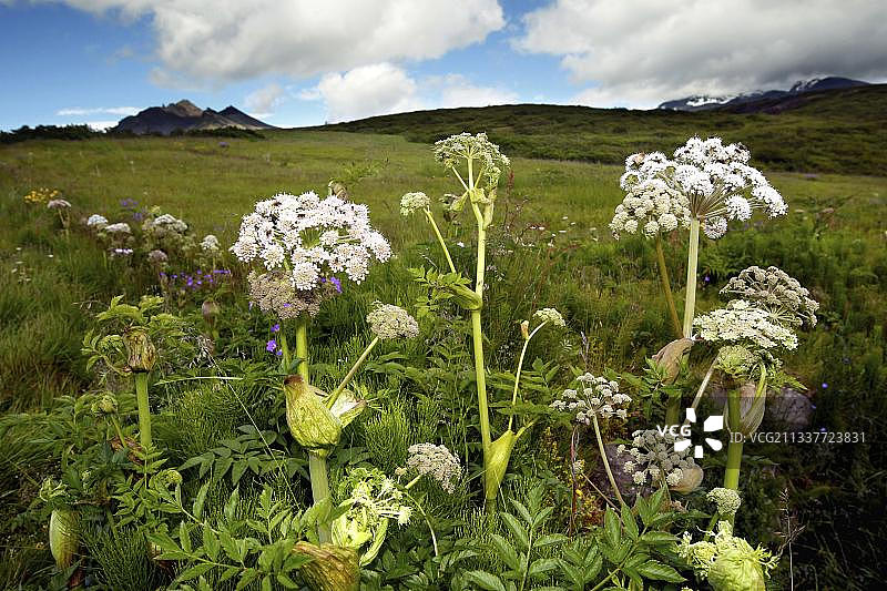 欧当归，真当归，斯卡夫塔费尔，高高原，瓦特纳冰川，南海岸，冰岛，欧洲图片素材