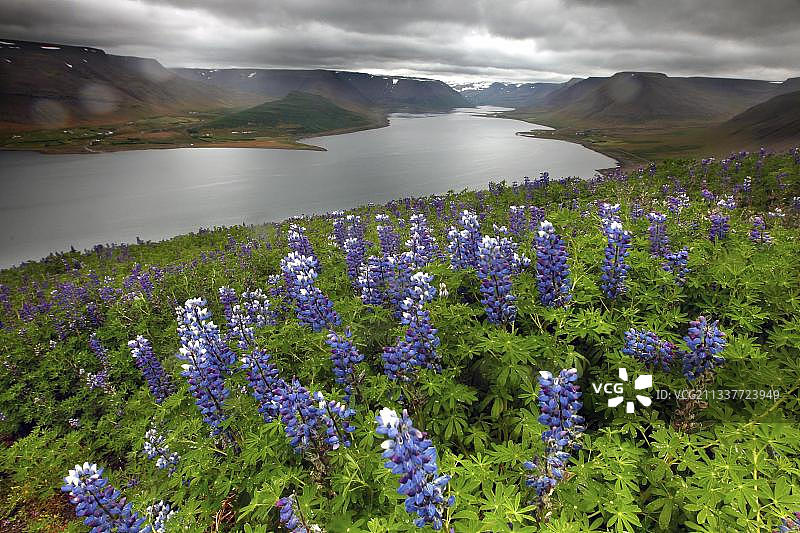 冰岛西北峡湾风光，Sanfafell观景点，羽扇豆田图片素材