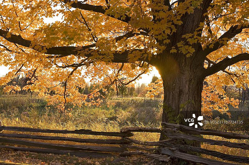 糖枫树，位于美国佛蒙特州格兰德艾尔图片素材