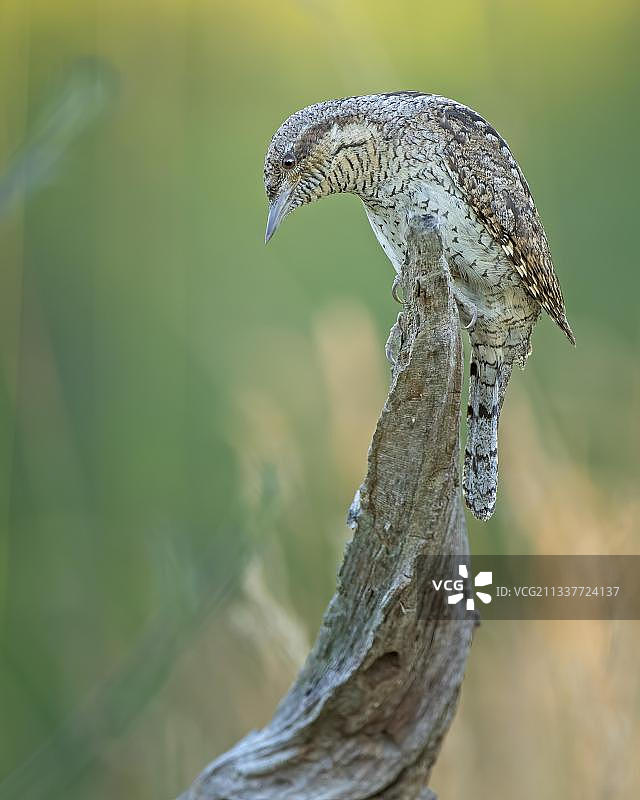 蚁鴷：位于德国萨克森-安哈尔特州图片素材