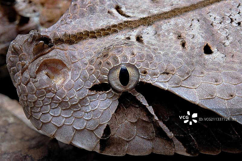 加蓬咝蝰（Bitis gabonica），喀麦隆图片素材