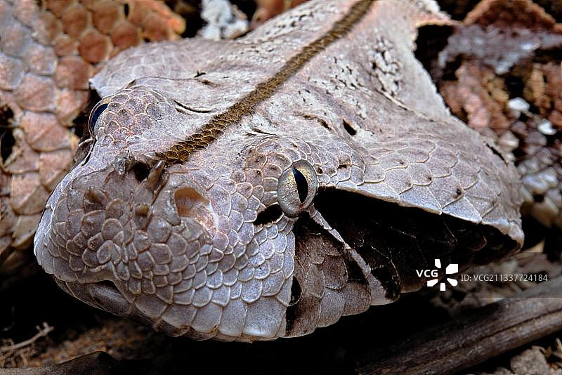 加蓬咝蝰（Bitis gabonica），喀麦隆图片素材