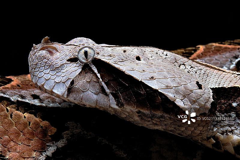 加蓬咝蝰（Bitis gabonica），喀麦隆图片素材