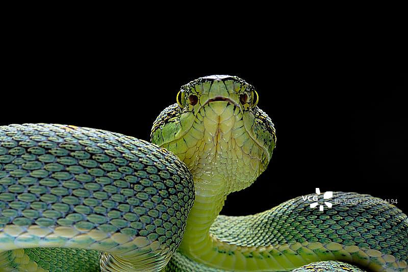 森林矛头蝮蛇（法属圭亚那）图片素材