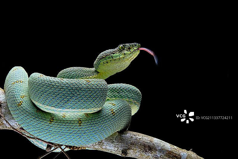 森林矛头蝮蛇（法属圭亚那）图片素材