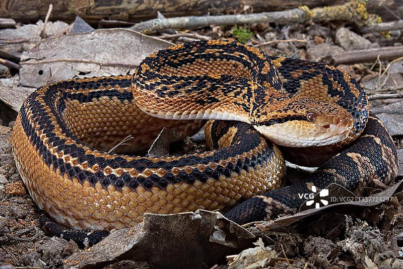 法属圭亚那森林蝰图片素材