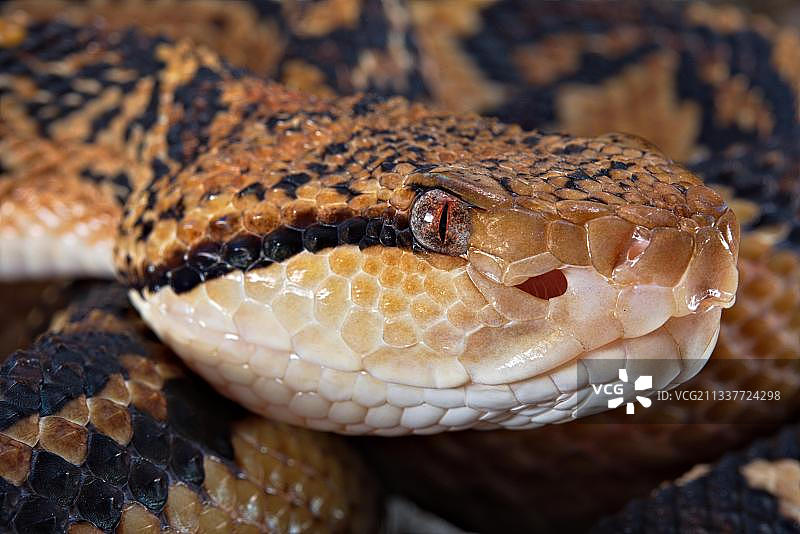 法属圭亚那森林蝰图片素材