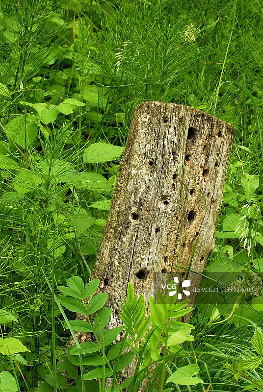 昆虫旅馆树干，昆虫筑巢辅助，自然保护图片素材