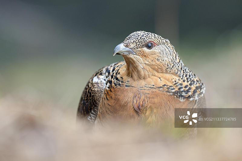 西方松鸡肖像，奥地利蒂罗尔图片素材