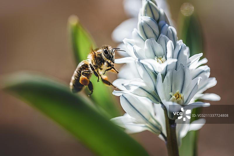蜜蜂飞向花朵，奥地利蒂罗尔图片素材