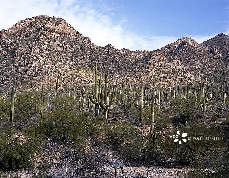 巨柱国家公园的巨柱仙人掌，亚利桑那州，美国图片素材