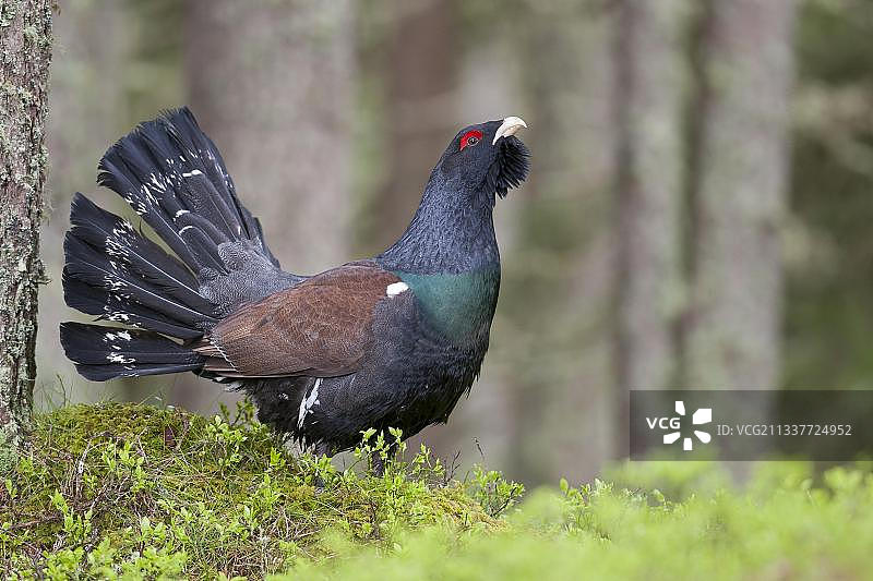 西方松鸡（Tetrao urogallus），在森林中求偶的雄鸡，奥地利蒂罗尔，欧洲图片素材
