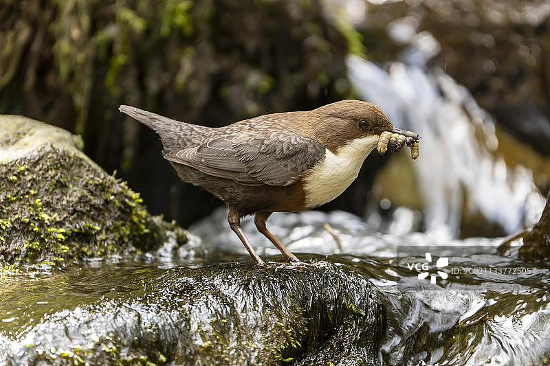 白喉河乌在激流中，喙里含着幼虫（德国莱茵兰-普法尔茨州，欧洲）图片素材