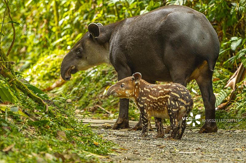 中美洲哥斯达黎加里约塞莱斯特特诺里奥国家公园，貘（Tapirus bairdii）母子在树林中漫步图片素材